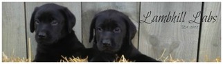 Labrador Retriever Puppy for sale in WYOMING, NY, USA