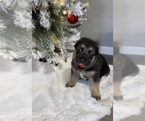 German Shepherd Dog Puppy for sale in PROVDENCE FRG, VA, USA