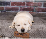 Small Photo #2 Labrador Retriever Puppy For Sale in SYRACUSE, IN, USA