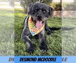 Small #4 Poodle (Standard) Mix