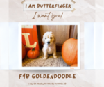 Small Photo #2 Goldendoodle Puppy For Sale in ADA, OK, USA