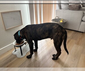 Max - Male Holland Shepherd-Labrador Retriever Mix Dog for Adoption - Photo #5