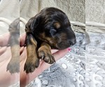 Small Photo #2 Doberman Pinscher Puppy For Sale in COTTON, MN, USA