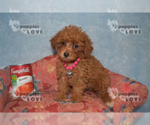 Poodle (Toy) Puppy for sale in SANGER, TX, USA