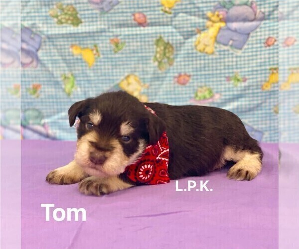 Medium Photo #2 Schnauzer (Miniature) Puppy For Sale in WINNSBORO, LA, USA