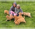 Small Photo #2 Golden Retriever Puppy For Sale in WOODSTOCK, CT, USA