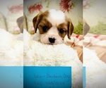 Puppy Leo Cavalier King Charles Spaniel