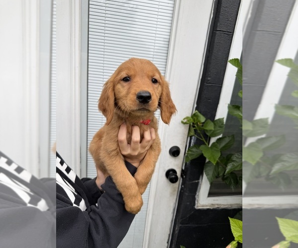 Medium Photo #1 Golden Retriever Puppy For Sale in CHAMPIONS GATE, FL, USA