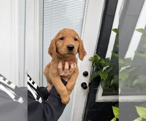 Medium Golden Retriever