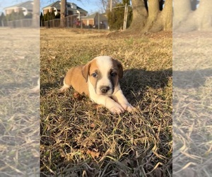 American Foxhound-Pointer Mix Puppy for sale in HANOVER, PA, USA