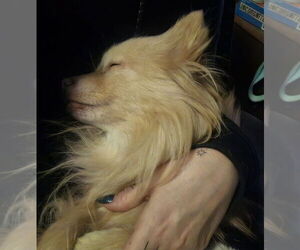 Pomeranian Dogs for adoption in Aurora, IN, USA