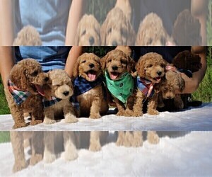 Goldendoodle Puppy for sale in TIMBERLAKE, NC, USA