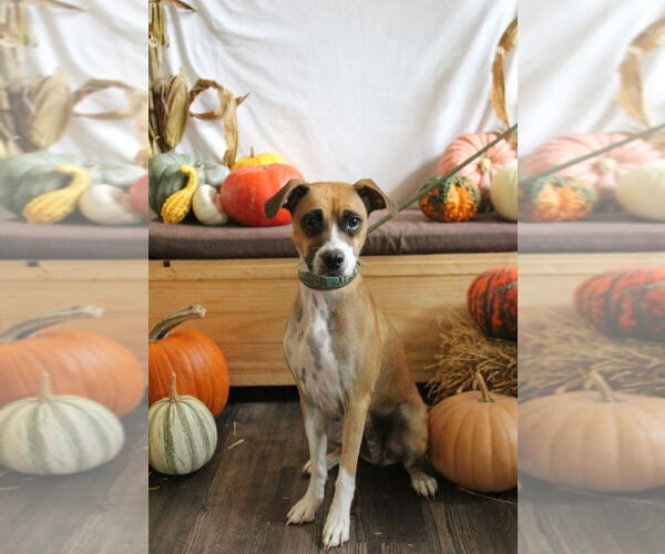 Medium Photo #3 Mutt Puppy For Sale in Chestertown, MD, USA