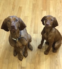 Vizsla Puppy for sale in SIOUX CITY, IA, USA