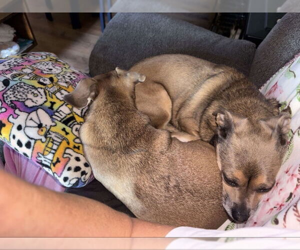 Medium Photo #4 Chihuahua-Unknown Mix Puppy For Sale in San Francisco, CA, USA