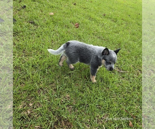 Medium Photo #4 Australian Cattle Dog Puppy For Sale in LAURINBURG, NC, USA