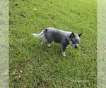 Small #3 Australian Cattle Dog