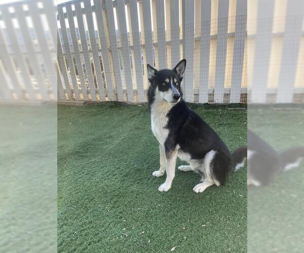 Medium Photo #1 Siberian Husky Puppy For Sale in Fremont, CA, USA