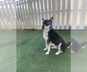 Siberian Husky Dogs for adoption in Fremont, CA, USA