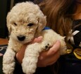 Small Photo #5 Goldendoodle Puppy For Sale in SACRAMENTO, CA, USA