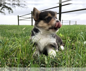 Pembroke Welsh Corgi Puppy for sale in ARTHUR, IL, USA