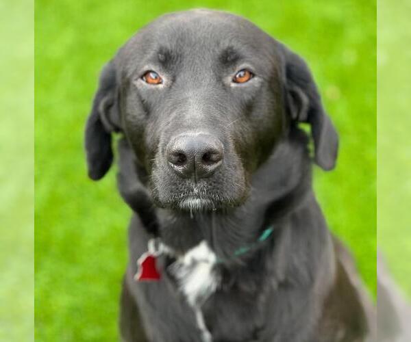 Medium Photo #7 Labrador Retriever-Unknown Mix Puppy For Sale in San Diego, CA, USA