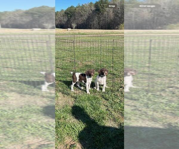 Medium Photo #1 German Shorthaired Pointer Puppy For Sale in LAWRENCEVILLE, VA, USA