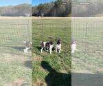 Small Photo #1 German Shorthaired Pointer Puppy For Sale in LAWRENCEVILLE, VA, USA
