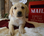 Small Photo #2 Labrador Retriever Puppy For Sale in HONEY BROOK, PA, USA