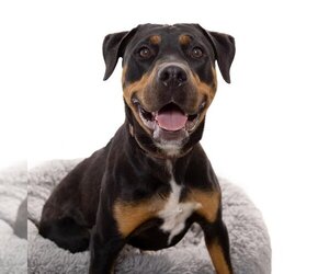 Rottweiler-Unknown Mix Dogs for adoption in Los Angeles, CA, USA
