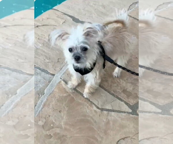 Medium Photo #1 Chihuahua-Unknown Mix Puppy For Sale in Escondido, CA, USA