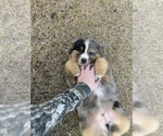 Small Photo #6 Australian Shepherd Puppy For Sale in SAINT MATTHEWS, SC, USA