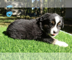 Small Photo #2 Miniature Australian Shepherd Puppy For Sale in TRENTON, FL, USA