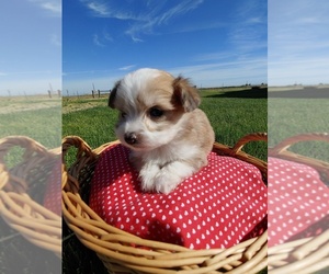 Bichon Frise-Miniature Australian Shepherd Mix Puppy for sale in CANON CITY, CO, USA