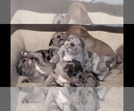 Small #5 American Bully