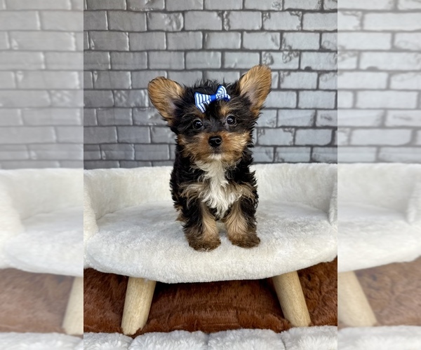 Medium Photo #13 Yorkshire Terrier Puppy For Sale in OCALA, FL, USA