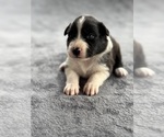 Puppy Zues Australian Shepherd