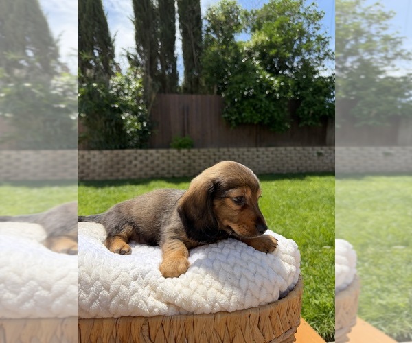 Medium Photo #13 Dachshund Puppy For Sale in NORTH HIGHLANDS, CA, USA