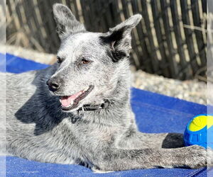 Bryce - Female Mutt Dog for Adoption - Photo #4