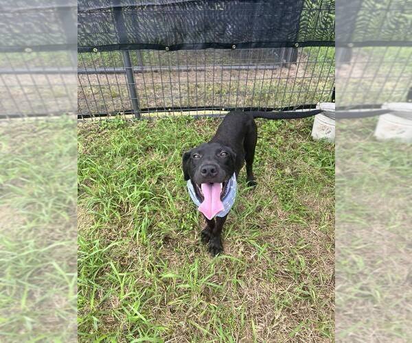 Medium Photo #3 Labrador Retriever-Unknown Mix Puppy For Sale in Abbeville, LA, USA