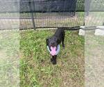 Small #2 Labrador Retriever Mix