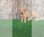 Small Goldendoodle (Miniature)