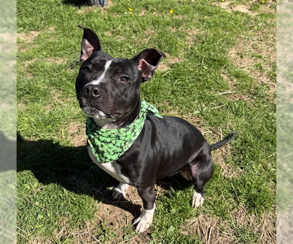 Medium Photo #2 Mutt Puppy For Sale in Murfreesboro, TN, USA