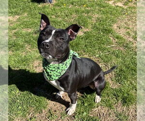 PENNY - Female Mutt Dog for Adoption - Photo #2