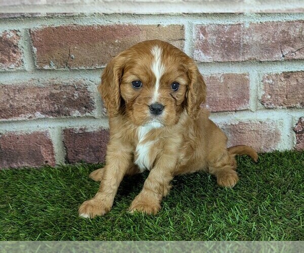 Medium Photo #3 Cavalier King Charles Spaniel Puppy For Sale in MOBERLY, MO, USA