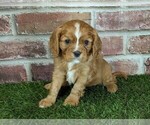 Small #2 Cavalier King Charles Spaniel