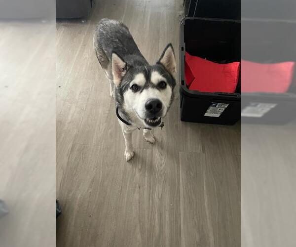 Medium Photo #1 Siberian Husky-Unknown Mix Puppy For Sale in San Antonio, TX, USA