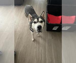 Siberian Husky-Unknown Mix Dogs for adoption in San Antonio, TX, USA