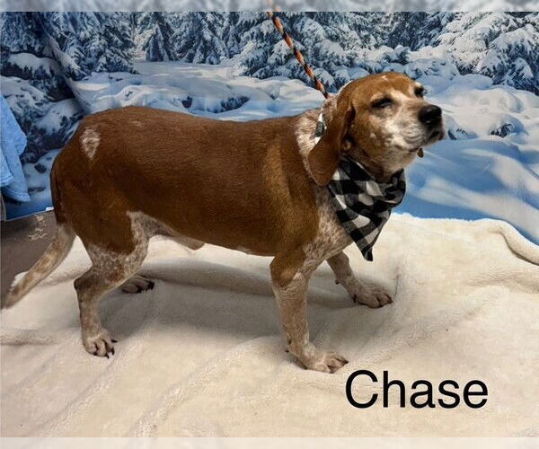 Medium Photo #4 Mutt Puppy For Sale in Cottageville, WV, USA