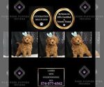 Puppy Lambo F1B Goldendoodle (Miniature)